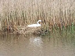 Brütender Schwan auf dem Quellenteich