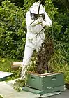 Imker beim Einschlagen eines Bienenschwarms in eine Segeberger Beute