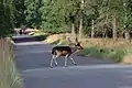 Ein schwarzer Damhirsch überquert eine Straße (Juli 2022)