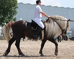 Auch die Farbe des Schwarzwälder Kaltblutes ist auf Flaxen zurückzuführen. Hier ein Dunkelfuchs mit Flaxen
