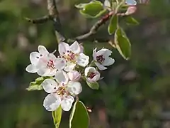 Blüten am Baum