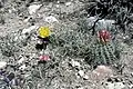 Sclerocactus parviflorus mit Escobaria vivipara und Opuntia spec. in Blüte in Utah.