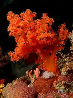 Scleronephthya sp.