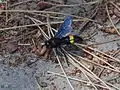 Scolia hirta unifasciata