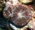 Scolymia cubensis
