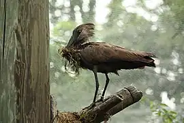 Hammerkopf beim Nestbau