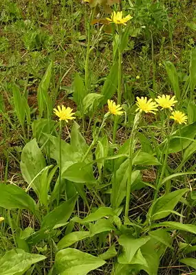 Niedrige Schwarzwurzel (Scorzonera humilis)