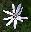 Die nach Kakao duftende Purpurlila-Schwarzwurzel (Scorzonera purpurea) ist auch gefährdet.