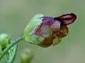Blüte