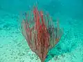 Ctenocella pectinata