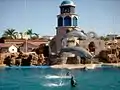 Delfinshow