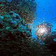 Taucher nahe der Insel