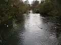 Die (gestaute) Seckach in Möckmühl