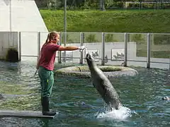 Ein Seehund holt sich bei einer Fütterung einen Fisch aus der Hand einer Pflegerin