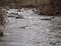Der Vivo bei Seggiano
