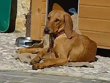 Segugio Italiano (Kurzhaar)