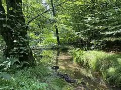 Erlen-Altholz und Sumpf-Schwertlilien am Sengbach-Oberlauf