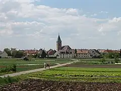 Sonderkulturenin Sennfeld,vor den Toren der Stadt