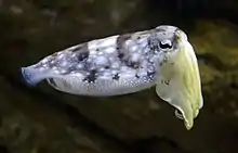 2021 Gewöhnlicher Tintenfisch