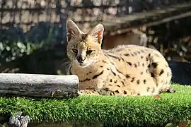 Serval