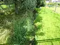 Die Sete in Schiedungen
