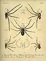 Heteropoda boiei Tafel zur Erstbeschreibung