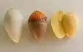 Sezierter Ginkgosamen ohne Sarkotesta
