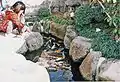 Koi in Kanälen an der Karpfenstraße in Shimabara