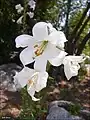 Lilium candidum