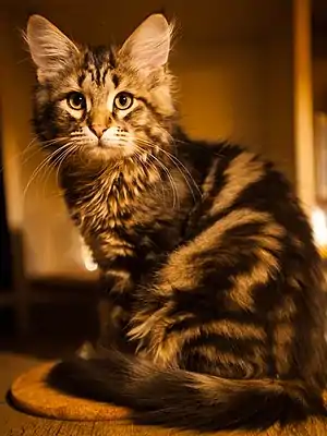 Sibirische Katze