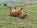 Pferd beim Wälzen