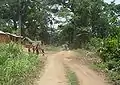 Straße auf dem Land im Kailahun-Distrikt