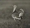 Trapphahn im Luch, um 1938