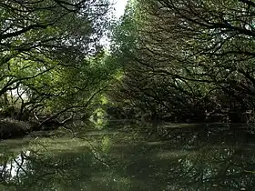 Mangrovenwald von Sicao („Grüner Tunnel“)