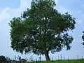 Habitus Salix alba