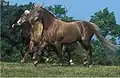Zwei Rocky Mountain horses mit Silver-Gen