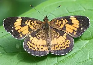 Chlosyne nycteis