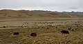 Yaks