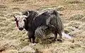 Yak