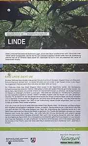 Info-Tafel Lindenbaum