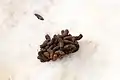 Dung vom Schneehuhn