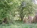 Naturschutzgebiet bei Sinzig