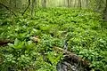 Habitat von Symplocarpus foetidus und blühende Sumpfdotterblume (Caltha palustris)