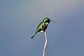 Rotbart-Sternkolibri