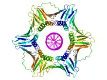 DNA-Klammer