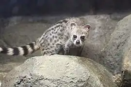 Kleine Indische Zibetkatze (Viverricula indica)