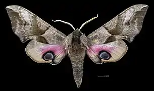 Smerinthus ocellata ♀