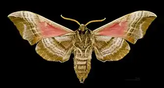 Smerinthus ocellata ♂ △