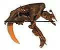 Schädelpräparat eines Smilodon fatalis mit maximaler Kieferöffnung (hier 128°)