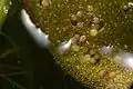 Embryos